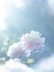 $B$A$g$C$H??7u$JOC$G$9$1$I(B画像