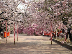 全国8位！2019年大阪造幣局 桜の通り抜け花見・的屋